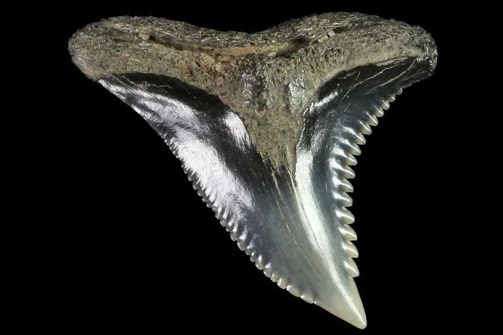 Hemipristis Shark Tooth Fossil - Virginia #87036